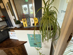 Spider Plant (Chlorophytum comosum) | The BloomSpace Foundation