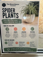 Spider Plant (Chlorophytum comosum) | The BloomSpace Foundation