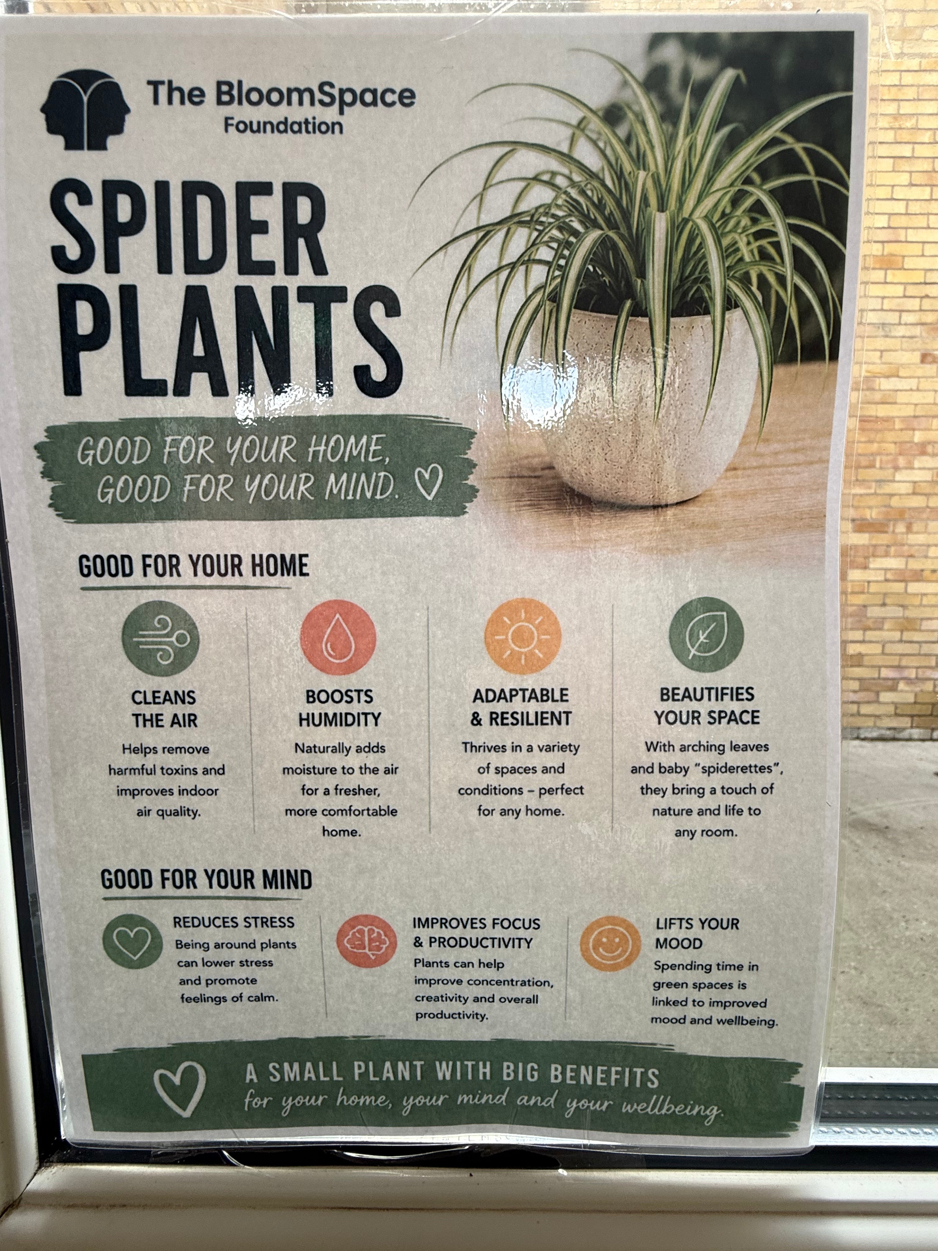 Spider Plant (Chlorophytum comosum) | The BloomSpace Foundation