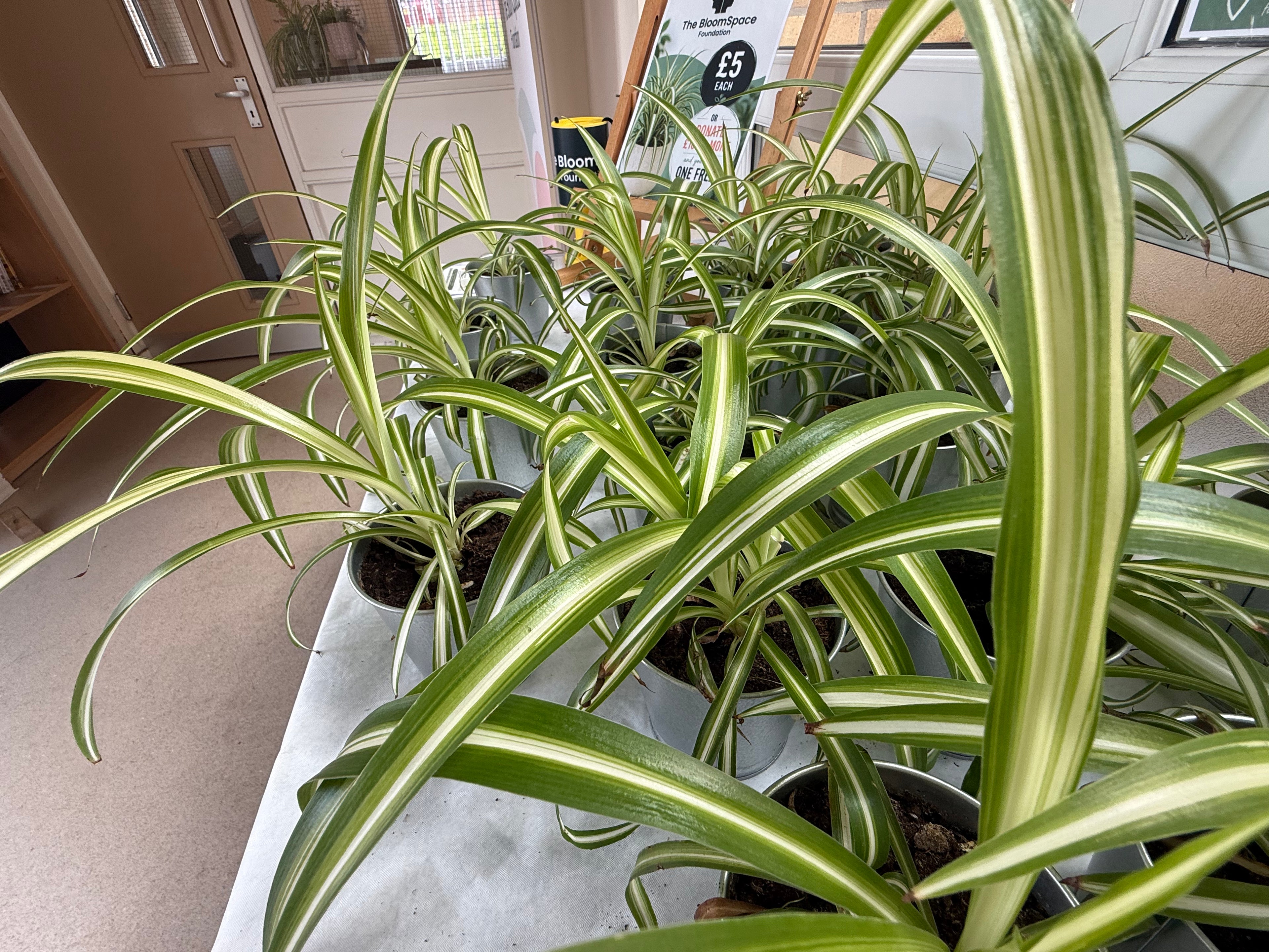 Spider Plant (Chlorophytum comosum) | The BloomSpace Foundation