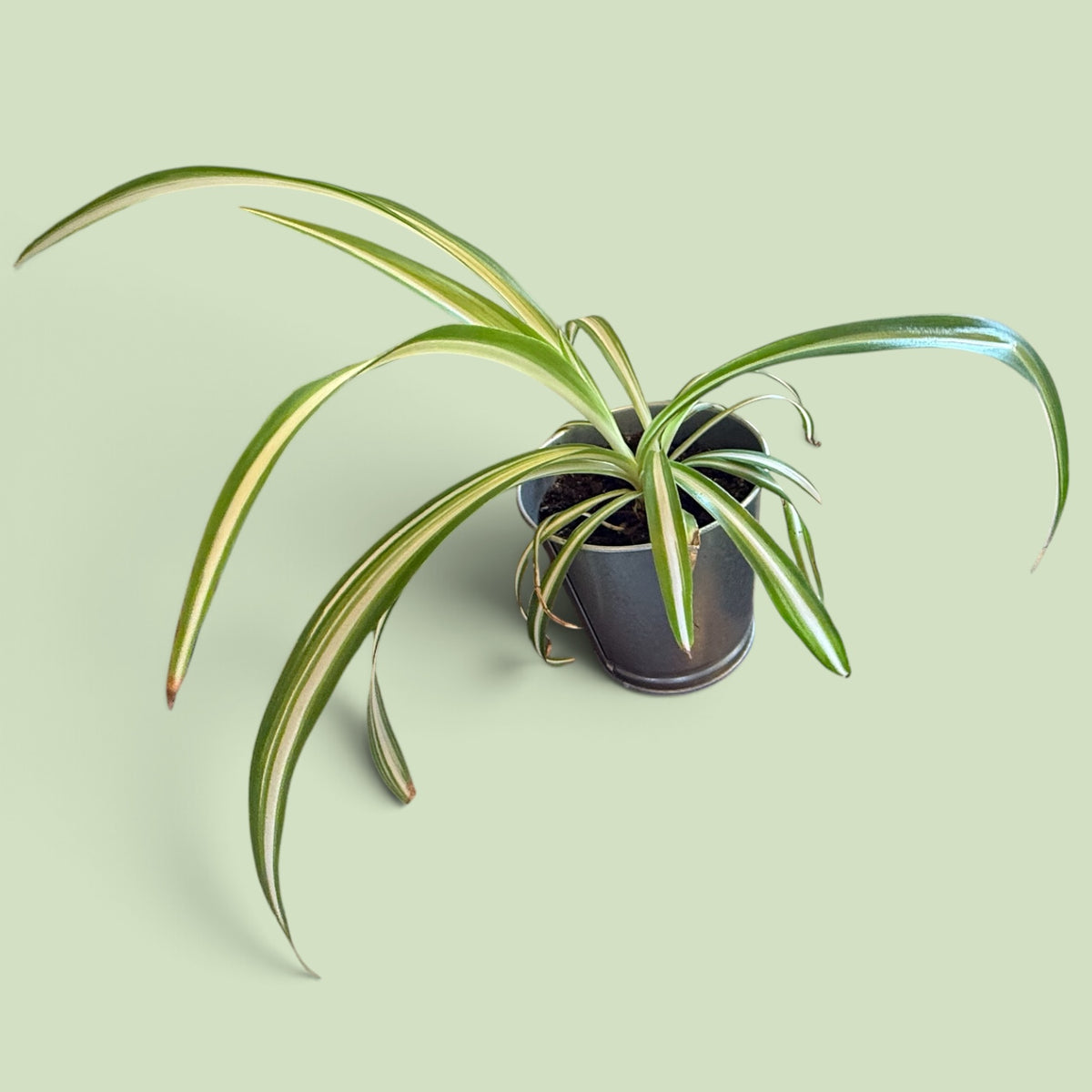 Spider Plant (Chlorophytum comosum) | The BloomSpace Foundation