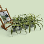 Spider Plant (Chlorophytum comosum) | The BloomSpace Foundation