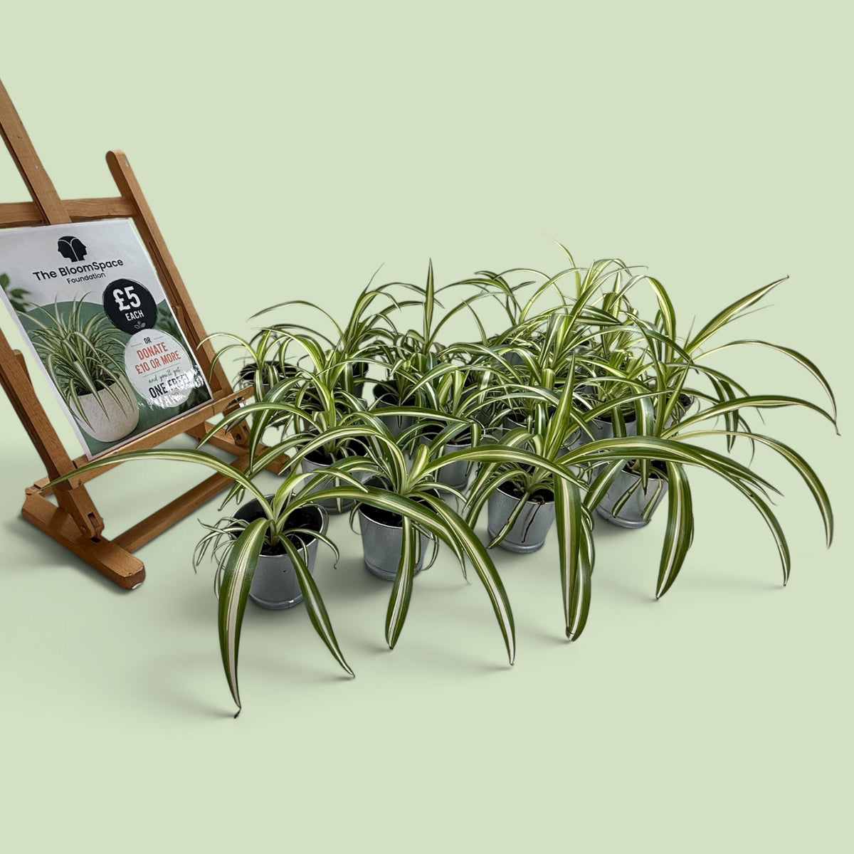 Spider Plant (Chlorophytum comosum) | The BloomSpace Foundation